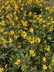 Bidens laevis