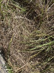 Panicum repens