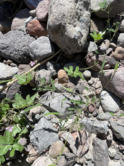Desmodium procumbens exiguum