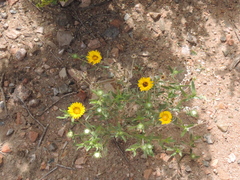 Grindelia pulchella