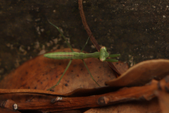 Miomantis caffra