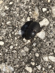 Euetheola