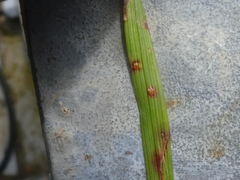 Puccinia obscura