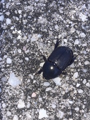Euetheola