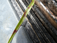 Puccinia obscura