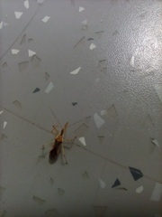 Zelus renardii