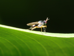Anaphalantus longicornis