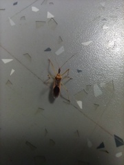 Zelus renardii
