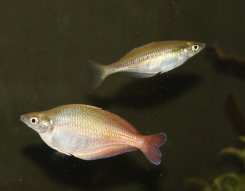 Bleher's rainbowfish (Chilatherina bleheri) — Melanotaeniidae — 2