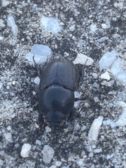 Euetheola