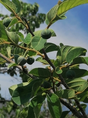 Annona senegalensis