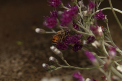 Apis mellifera scutellata