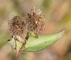 Centaurea phrygia pseudophrygia