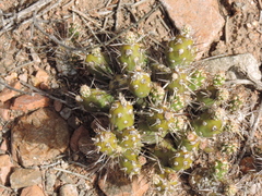 Maihueniopsis ovata