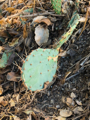 Opuntia littoralis