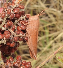 Schistocerca damnifica