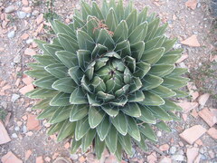 Agave victoriae-reginae