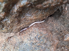 Indotyphlops braminus