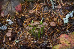 Mycetinis copelandii