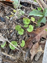 Dichondra carolinensis