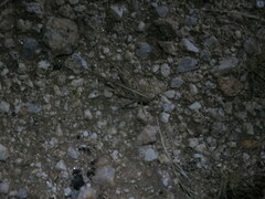 Schistocerca gregaria flaviventris