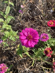 Zinnia