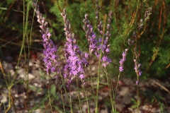 Liatris quadriflora