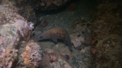 Rypticus bicolor