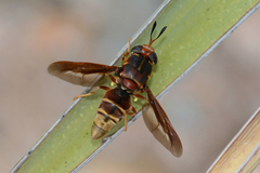Hermetia comstocki