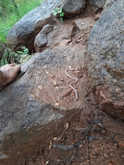 Indotyphlops braminus