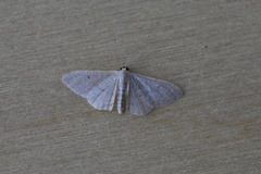 Idaea distinctaria