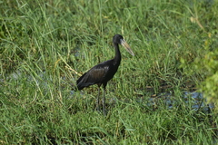 Anastomus lamelligerus