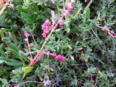 Chenopodium nutans