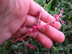 Chenopodium nutans