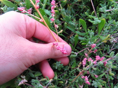 Chenopodium nutans