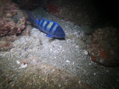 Abudefduf troschelii