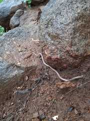 Indotyphlops braminus