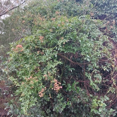 Serjania brachycarpa