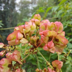 Serjania brachycarpa