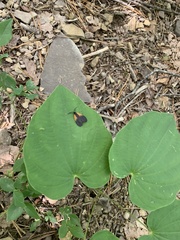 Pyromorpha dimidiata