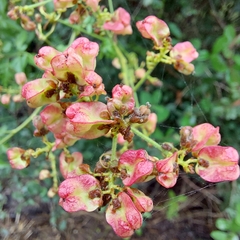 Serjania brachycarpa