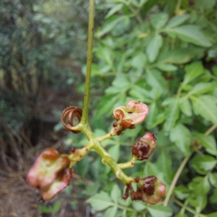 Serjania brachycarpa