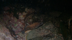 Rypticus bicolor