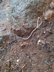 Indotyphlops braminus