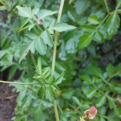 Serjania brachycarpa