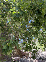 Ficus petiolaris palmeri