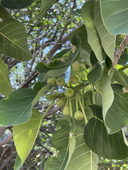 Ficus petiolaris palmeri