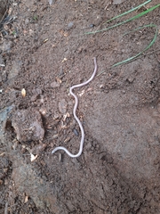 Indotyphlops braminus