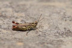 Chorthippus binotatus