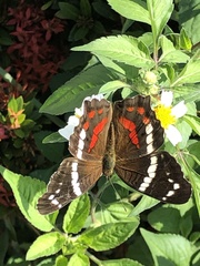 Anartia fatima colima